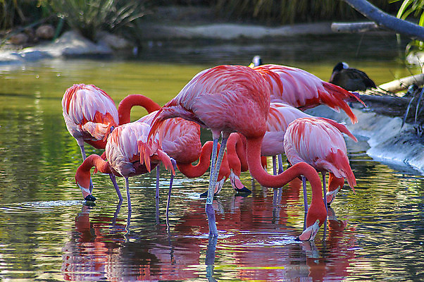 포토 JPG 해외이미지 동물 자연 조류 생물 사람없음 야외 플라밍고 서식지 눈내림 해외202004 해외포토 눈_날씨 생태계 파일형식 이미지허브