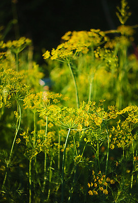 포토 JPG 해외이미지 식물 계절 꽃 음식 줄기 백그라운드 잎 꽃무늬 밭 채소 재료 자연 추상 건강 요리 씨앗 사람없음 야외 초록색 노란색 머리 정원 벚꽃 나뭇가지 신선 조미료 맛 다발 허브 묘사 유기농 내추럴 딜 채식주의자 회향 해외202004 해외포토 나무 웰빙 컬러 컨셉 무늬 농업 신체부위 생태계 채식 향미료 파일형식 이미지허브