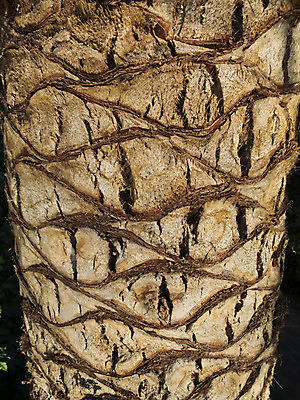 포토 JPG 해외이미지 나무 식물 백그라운드 패턴 자연 프레임 사람없음 야외 목재 갈색 활발 나뭇가지 신선 숲 묘사 질감 나무껍질 상록수 침엽수 내추럴 해외202004 해외포토 컬러 컨셉 무늬 재료 껍질 생태계 파일형식 이미지허브