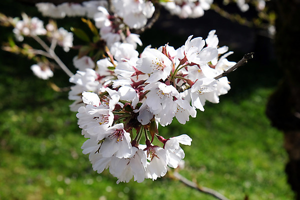 포토 JPG 해외이미지 나무 식물 계절 꽃 분홍색 과일 자연 휴식 부활절 풍경 사람없음 장식 햇빛 장미 정원 보라색 봄 펼침 성장 벚꽃 흰색 나뭇가지 신선 개화 작음 순수 명상 속도 시작 부드러움 천국 처음 많음 해외202004 해외포토 기념일 컬러 컨셉 모션 태양 감각 크기 생태계 파일형식 이미지허브