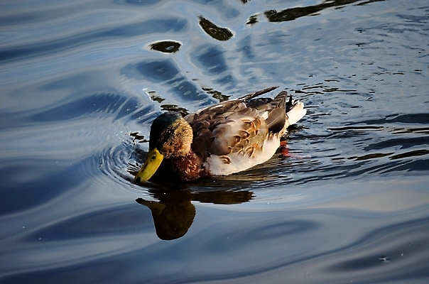 포토 JPG 해외이미지 계절 여자 남자 야생동물 바다 자연 조류 표면 오리 노르웨이 풍경 사람없음 야외 옆모습 물 파란색 빛 햇빛 반사 갈색 노란색 맑음 수중 수영 힘 침묵 활발 꿈 가을 흰색 연못 원형 닫기 큼 시원함 북극 깃털 검색 만족 다이빙 부리 장면 목 북쪽 느림 청둥오리 내추럴 강렬 무료 북극해 잔물결 진짜 몽환 해외202004 해외포토 자연요소 도형 동물 감정 유럽 물결 뷰포인트 컬러 컨셉 모션 날씨 사람 신체부위 태양 소리 수상스포츠 크기 극지방 방향 생태계 수중스포츠 파일형식 이미지허브