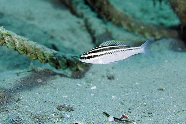 포토 JPG 해외이미지 식물 동물 모래 바다 백그라운드 자연 어류 사람없음 물 파란색 컬러풀 바닷속 수중 광선 산호 아래 장면 암초 깊이 소금물 이국적 침몰 파라다이스 해외202004 해외포토 자연요소 컬러 수중동물 자포동물 방향 생태계 위치 파일형식 이미지허브