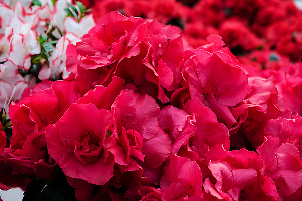 포토 JPG 해외이미지 식물 계절 공원 꽃잎 꽃 선 분홍색 여행 백그라운드 잎 꽃무늬 밭 자연 벽지 추상 동양인 사람없음 야외 장식 초록색 여름 컬러풀 정원 일본 봄 벚꽃 바위 시골 신선 개화 백합 진달래 원예 내추럴 전경 해외202004 해외포토 공공시설 아시아 컬러 무늬 농업 인종 풍경 취미 돌_바위 생태계 파일형식 탑뷰 이미지허브