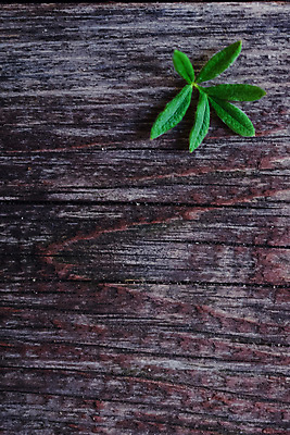 포토 JPG 해외이미지 식물 옷 계절 공원 남자 꽃 신발 잎 2 벤치 비즈니스 자연 포도 새로움 부츠 사람없음 여름 장미 갈색 유행 검은색 산책 가을 흰색 아기 쌍 클래식 숲 가죽 오브젝트 시골집 도토리 고립 양발 옛날 정물화 스타일 해외202004 해외포토 공공시설 컬러 컨셉 의자 과일 휴식 주택 사람 견과류 그림 생태계 파일형식 이미지허브