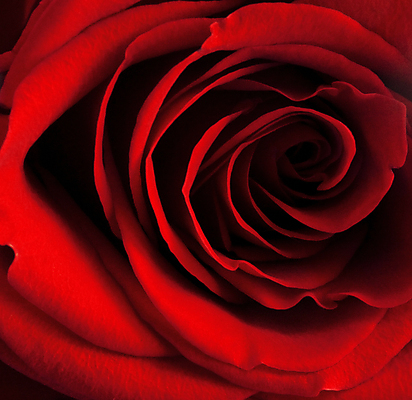 포토 JPG 해외이미지 식물 디자인 기념일 꽃잎 꽃 분홍색 백그라운드 꽃무늬 자연 기념 프레임 발렌타인데이 선물 사랑 사람없음 빨간색 장미 머리 힘 벚꽃 축하 신선 뜨거움 센터 우아함 이슬 가득함 순수 묘사 싱글 심플 열정 공상 층 내추럴 해외202004 해외포토 감정 컬러 컨셉 무늬 데이이벤트 이벤트 신체부위 생태계 파일형식 이미지허브