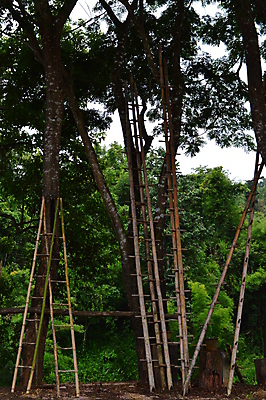 포토 JPG 해외이미지 나무 아시아 사다리 사람없음 대나무 심플 해외202004 해외포토 식물 나라 도구 파일형식 이미지허브