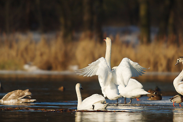 포토 JPG 해외이미지 동물 호수 물결 야생동물 백그라운드 자연 조류 발렌타인데이 사랑 사람없음 야외 물 파란색 빛 강 반사 평화 검은색 수영 침묵 거울 흰색 하트 연못 황무지 우아함 심볼 순수 깃털 부리 백조 장면 목 단아함 해외202004 해외포토 자연요소 모양 감정 컬러 컨셉 데이이벤트 신체부위 소리 수상스포츠 생태계 파일형식 이미지허브