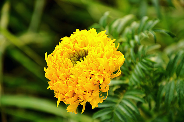 포토 JPG 해외이미지 식물 계절 꽃 아시아 백그라운드 꽃무늬 밭 태국 자연 벽지 프레임 사람없음 장식 초록색 여름 컬러풀 태양 노란색 정원 봄 벚꽃 신선 코스모스 내추럴 고립 아즈텍 해외202004 해외포토 자연요소 나라 컬러 무늬 농업 생태계 파일형식 이미지허브