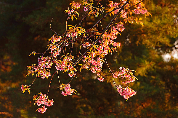 포토 JPG 해외이미지 나무 식물 계절 공원 꽃잎 꽃 아시아 도로 분홍색 백그라운드 잎 겨울 꽃무늬 태국 자연 하늘 발렌타인데이 사람없음 야외 목재 초록색 파란색 컬러풀 정원 봄 성장 벚꽃 나뭇가지 신선 체리 달콤 순수 묘사 북쪽 동쪽 내추럴 히말라야 해외202004 해외포토 공공시설 나라 길 컬러 컨셉 무늬 과일 재료 교통시설 데이이벤트 맛 방향 생태계 파일형식 산맥 이미지허브