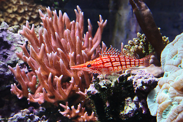 포토 JPG 해외이미지 어류 사람없음 수족관 해외202004 해외포토 수중동물 파일형식 이미지허브