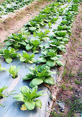 포토 JPG 해외이미지 식물 음료 음식 백그라운드 잎 밭 농업 다이어트 채소 재료 자연 건강 요리 동양인 사람없음 초록색 농장 머리 환경 주방 정원 식사 중국 샐러드 신선 시장 먹기 유기농 질감 양배추 날것 모음 내추럴 고립 숙성 채식주의자 케일 많음 해외202004 해외포토 웰빙 산업 아시아 컬러 컨셉 모션 인종 한글 신체부위 생태계 채식 파일형식 이미지허브