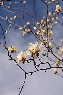 포토 JPG 해외이미지 나무 식물 계절 꽃잎 꽃 분홍색 백그라운드 자연 사람없음 야외 머리 봄 벚꽃 흰색 신선 변화 순수 오브젝트 싱글 향기 목련 내추럴 취급주의 부족함 해외202004 해외포토 컬러 컨셉 경고 신체부위 생태계 냄새 파일형식 이미지허브