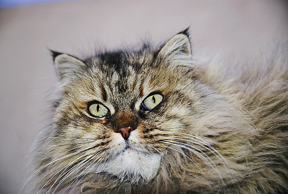 포토 JPG 해외이미지 동물 척추동물 오렌지 장난 자연 수염 털 사람없음 반려동물 노란색 귀여움 고양이 줄무늬 모피 꼬리 부드러움 솜털 유래 해외202004 해외포토 컬러 컨셉 무늬 과일 포유류 감각 생태계 파일형식 이미지허브