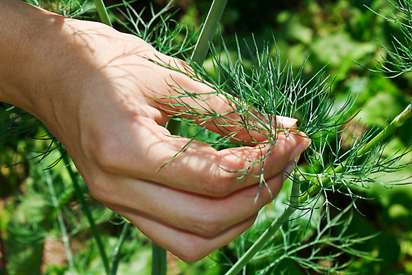 포토 JPG 해외이미지 식물 손 음식 잎 꽃무늬 다이어트 자연 건강 관리 사람없음 야외 초록색 여름 농작물 태양 정원 나뭇가지 신선 수집 순수 유기농 내추럴 단절 회향 해외202004 해외포토 자연요소 나무 웰빙 계절 꽃 컬러 컨셉 무늬 농업 신체부위 생태계 파일형식 이미지허브
