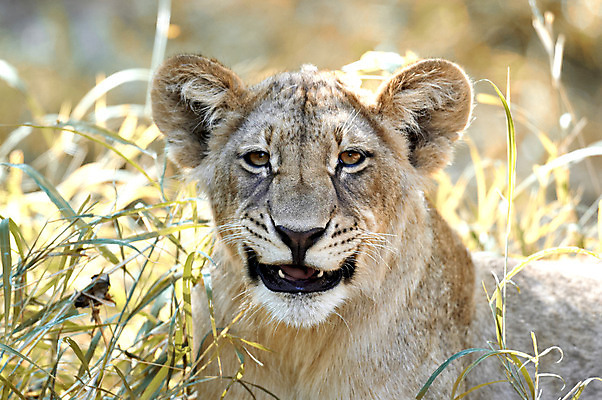 포토 JPG 해외이미지 행복 야생동물 새끼 아프리카 휴식 사람없음 게임 사자 사파리 육식동물 거짓말 남아프리카 보츠와나 해외202004 해외포토 동물 감정 나라 컨셉 포유류 놀이 파일형식 이미지허브