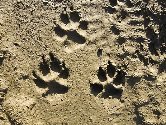 포토 JPG 해외이미지 동물 사람없음 개 인쇄 점토 진흙 땅바닥 자취 해외202004 해외포토 포유류 바닥 파일형식 이미지허브