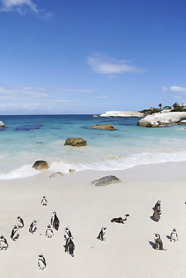 포토 JPG 해외이미지 동물 남자 야생동물 파도 아프리카 자연 사랑 사람없음 야외 검은색 흰색 펭귄 대서양 남아프리카 돌봄 해외202004 해외포토 감정 나라 바다 컬러 모션 조류 사람 생태계 파일형식 이미지허브