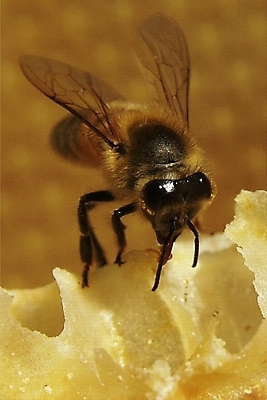 포토 JPG 해외이미지 식물 동물 꽃 음식 곤충 백그라운드 패턴 농업 자연 프레임 세포 건강 사람없음 약 환경 벚꽃 머리빗 황금 닫기 달콤 꿀벌 먹기 영화 유기농 바쁨 꽃가루 꿀 벌집 내추럴 밀랍 식민지 양봉 양봉장 해외202004 해외포토 웰빙 산업 무늬 의학 모션 문화예술 미용용품 맛 벌_곤충 가루 생태계 파일형식 이미지허브