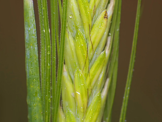 포토 JPG 해외이미지 음식 밭 농업 사람없음 경작 낟알 시리얼 귀 밀가루 호밀 해외202004 해외포토 산업 곡류 신체부위 농사 가루 파일형식 이미지허브