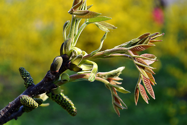포토 JPG 해외이미지 나무 식물 잔디 사람없음 장식 초록색 봄 나뭇가지 해외202004 해외포토 계절 컬러 파일형식 이미지허브