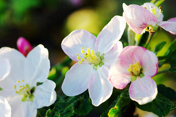 포토 JPG 해외이미지 나무 식물 꽃잎 꽃 음식 분홍색 백그라운드 잎 꽃무늬 패턴 과일 자연 프레임 건강 사람없음 야외 장식 초록색 여름 정원 맑음 봄 성장 벚꽃 흰색 나뭇가지 신선 개화 닫기 사과 과수원 묘사 원예 아로마 내추럴 고립 꽃수술 해외202004 해외포토 계절 컬러 무늬 농업 모션 날씨 취미 생태계 파일형식 이미지허브