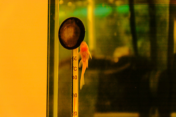 포토 JPG 해외이미지 식물 동물 야생동물 백그라운드 오렌지 자연 유리 어류 사람없음 장식 초록색 물 반려동물 컬러풀 노란색 환경 검은색 수중 수영 장비 흰색 신선 해조류 온도계 생물학 지느러미 수족관 서식지 동물상 민물 이국적 해외202004 해외포토 자연요소 교육 컬러 과일 재질 조형물 수중동물 수상스포츠 해양식물 생태계 파일형식 이미지허브