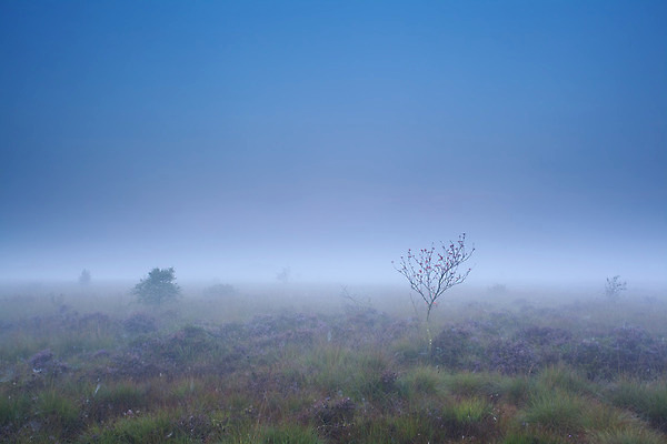 포토 JPG 해외이미지 나무 계절 열매 꽃 분홍색 자연 아침 날씨 풍경 사람없음 야외 빨간색 여름 파란색 보라색 침묵 고요 황혼 들꽃 안개 벚꽃 시골 습지 제비꽃 속도 네덜란드 해외202004 해외포토 주간 식물 유럽 컬러 소리 일몰 생태계 파일형식 이미지허브