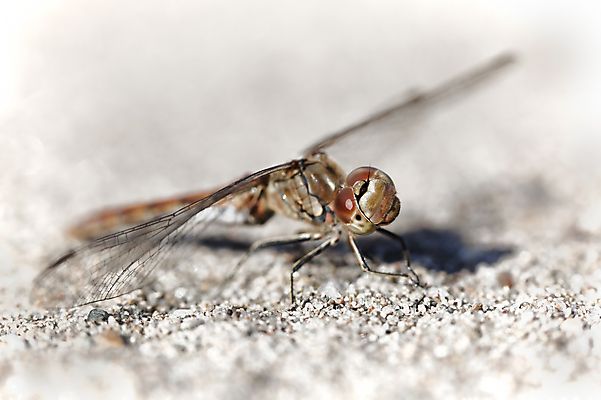포토 JPG 해외이미지 동물 공원 야생동물 곤충 날개 자연 휴식 사람없음 야외 빨간색 여름 컬러풀 환경 정원 봄 용 투명 닫기 벌레 잠자리 내추럴 동물상 해외202004 해외포토 계절 공공시설 컬러 컨셉 모션 조형물 생태계 파일형식 이미지허브