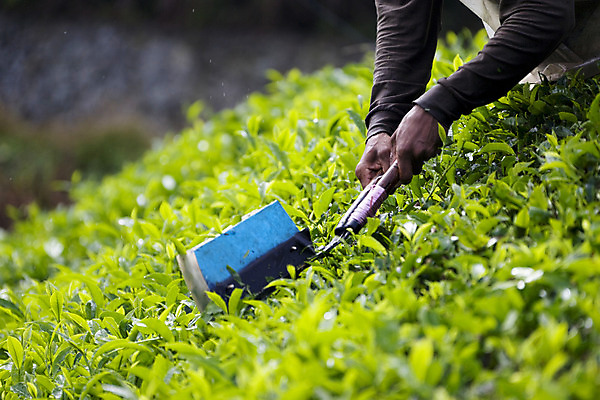 포토 JPG 해외이미지 음료 잎 자연 노동자 건강 풍경 사람없음 초록색 농장 바구니 수확 성장 도구 시골 업무 작업 재산 차 컨테이너 자르기 허브 상쾌 원예 고용 심기 커터 해외202004 해외포토 식물 직업 감정 산업 컬러 농업 모션 취미 금융 구직 생태계 채용 파일형식 이미지허브