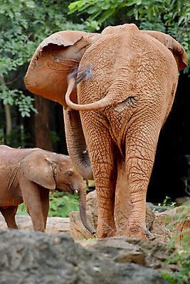 포토 JPG 해외이미지 동물 공원 여자 얼굴 야생동물 포유류 가족 아프리카 자연 엄마 코끼리 동물원 사람없음 옆모습 머리 힘 회색 아기 그룹 닫기 군중 위험 큼 사파리 피부 묘사 리더 질감 5 상아 멸종 남쪽 송아지 옛날 전국 많음 해외202004 해외포토 공공시설 나라 새끼 뷰포인트 컬러 컨셉 관계 모션 사람 신체부위 숫자 소 크기 방향 생태계 파일형식 이미지허브