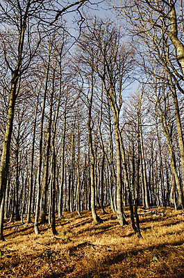 포토 JPG 해외이미지 나무 식물 계절 잎 자연 아침 사람없음 야외 햇빛 노란색 일출 가을 숲 내추럴 해외202004 해외포토 주간 컬러 태양 노을 생태계 파일형식 이미지허브