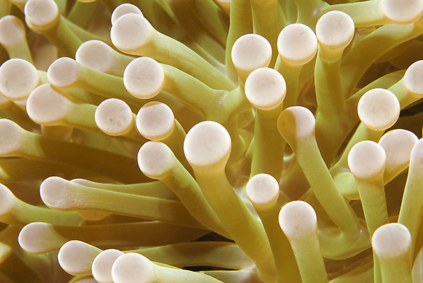 포토 JPG 해외이미지 야생동물 바다 백그라운드 자연 추상 휴가 사람없음 물 수중 산호 아래 자연백그라운드 소금 태평양 암초 주인 소금물 아네모네 해외202004 해외포토 자연요소 동물 꽃 무늬 자포동물 방향 생태계 위치 파일형식 이미지허브