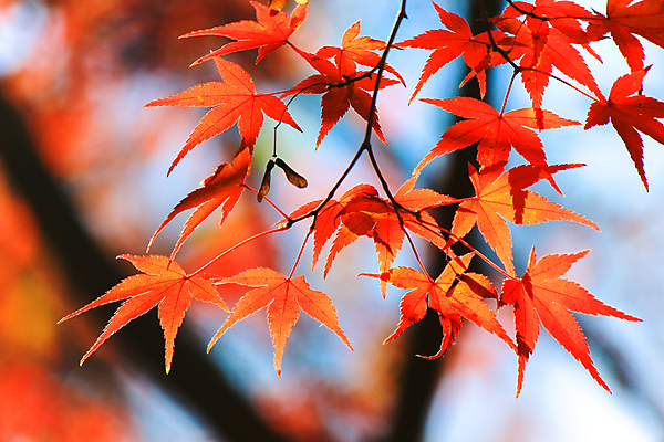 포토 JPG 해외이미지 나무 식물 계절 공원 실루엣 도로 여행 백그라운드 무지개 잎 패턴 자연 하늘 지붕 휴식 풍경 사람없음 빨간색 파란색 빛 컬러풀 햇빛 태양 정원 일본 활발 덮개 가을 나뭇가지 신선 보행로 닫기 숲 그늘 오솔길 강렬 해외202004 해외포토 자연요소 공공시설 아시아 길 컬러 컨셉 무늬 교통시설 모션 촬영기법 뚜껑 생태계 파일형식 이미지허브