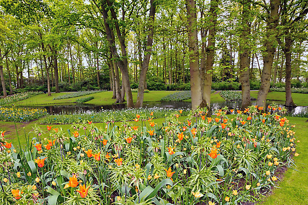 포토 JPG 해외이미지 식물 계절 꽃잎 꽃 꽃다발 결혼 백그라운드 잎 꽃무늬 패턴 밭 자연 벽지 추상 휴가 발렌타인데이 선물 사람없음 빨간색 초록색 컬러풀 정원 봄 튤립 성장 벚꽃 신선 개화 5월 네덜란드 원예 질감 내추럴 강렬 많음 해외202004 해외포토 유럽 컬러 컨셉 무늬 농업 데이이벤트 이벤트 취미 날짜 생태계 파일형식 이미지허브