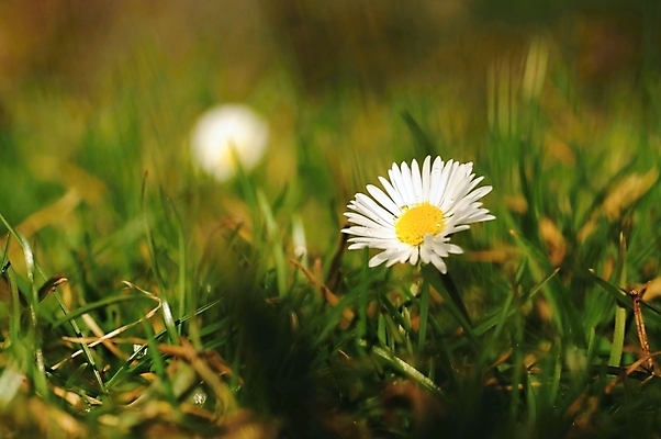 포토 JPG 해외이미지 식물 계절 꽃 백그라운드 꽃무늬 밭 자연 하늘 풍경 사람없음 야외 초록색 여름 햇빛 태양 노란색 정원 맑음 봄 벚꽃 흰색 시골 신선 허브 데이지 내추럴 해외202004 해외포토 자연요소 컬러 무늬 농업 날씨 생태계 파일형식 이미지허브