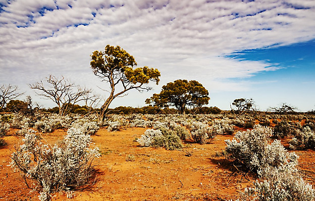 포토 JPG 해외이미지 나무 구름 모래 여행 오렌지 자연 하늘 건조 풍경 사람없음 야외 빨간색 컬러풀 사막 시골 뜨거움 황무지 호주 땅 영토 북쪽 남쪽 내추럴 오지 해외202004 해외포토 자연요소 식물 컬러 과일 오세아니아 방향 생태계 파일형식 이미지허브