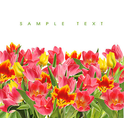 포토 JPG 해외이미지 식물 꽃잎 꽃 줄기 꽃다발 컨셉 꽃무늬 자연 휴가 부활절 기념 발렌타인데이 선물 사랑 미술 사람없음 장식 빨간색 초록색 컬러풀 정원 보라색 봄 튤립 벚꽃 흰색 인사 신선 신용카드 클래식 우아함 다발 배열 꽃집 묘사 내추럴 고립 해외202004 해외포토 계절 기념일 감정 컬러 무늬 데이이벤트 문화예술 금융 상점 예절 생태계 파일형식 이미지허브