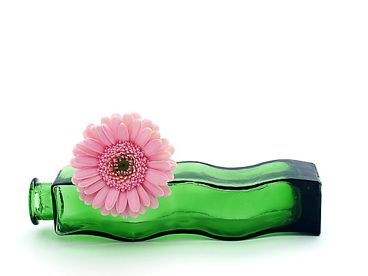 포토 JPG 해외이미지 식물 꽃 줄기 분홍색 백그라운드 오렌지 발렌타인데이 선물 사람없음 초록색 여름 컬러풀 노란색 봄 벚꽃 흰색 신선 개화 닫기 큼 묘사 원예 데이지 꽃가루 거베라 고립 넘어짐 해외202004 해외포토 계절 컬러 과일 모션 데이이벤트 취미 크기 가루 파일형식 이미지허브