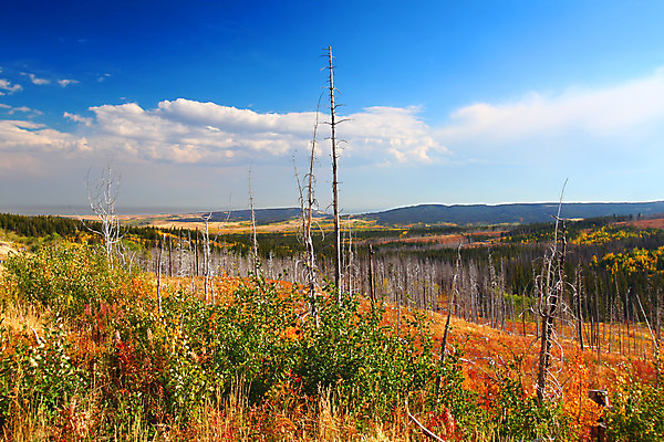 포토 JPG 해외이미지 식물 구름 여행 북아메리카 자연 하늘 산 풍경 사람없음 야외 환경 미국 침묵 가을 시골 황무지 큼 관목 언덕 생태계 빙하 장면 지역 멀리 서식지 내추럴 감탄 강렬 생태학 해외202004 해외포토 자연요소 나무 계절 교육 아메리카 소리 크기 파일형식 이미지허브