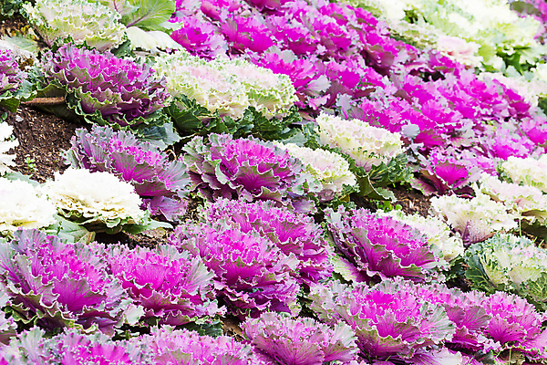 포토 JPG 해외이미지 식물 꽃 음식 잎 밭 농업 채소 자연 사람없음 장식 초록색 농작물 컬러풀 농장 농경지 정원 보라색 샐러드 수확 성장 벚꽃 흰색 신선 유기농 원예 생물학 양배추 날것 내추럴 밭일 채식주의자 비건 해외202004 해외포토 웰빙 교육 산업 컬러 취미 생태계 채식 파일형식 이미지허브