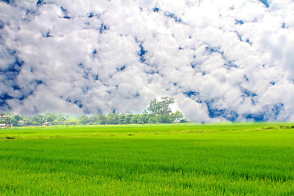 포토 JPG 해외이미지 구름 음식 백그라운드 잎 농업 자연 하늘 밥 날씨 씨앗 사람없음 여름 파란색 빛 농작물 햇빛 농장 노란색 우주 환경 맑음 흰색 낟알 시리얼 가득함 천국 솜털 논밭 숙성 해외202004 해외포토 자연요소 식물 계절 산업 컬러 밭 논 태양 생태계 파일형식 이미지허브