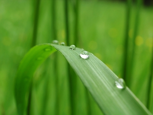 포토 JPG 해외이미지 식물 잎 자연 사람없음 초록색 물 거품 젖음 물방울 해외202004 해외포토 자연요소 컬러 생태계 파일형식 이미지허브