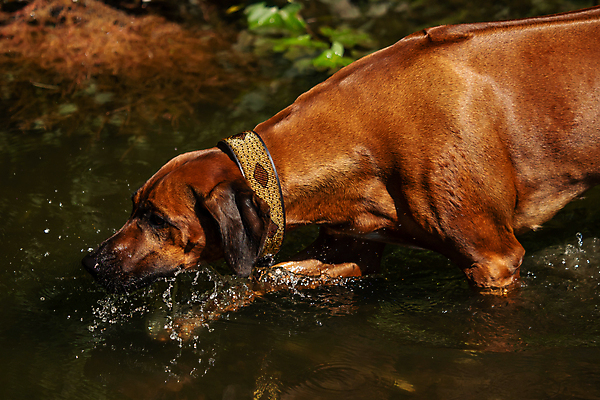 포토 JPG 해외이미지 동물 여자 행복 바다 포즈 이동 포유류 모션 놀이 건강 사람없음 야외 빨간색 물 반려동물 달리기 갈색 점프 힘 젖음 표현 개 떨어짐 큼 속도 송곳니 해외202004 해외포토 자연요소 감정 컬러 컨셉 사람 치아 크기 파일형식 이미지허브