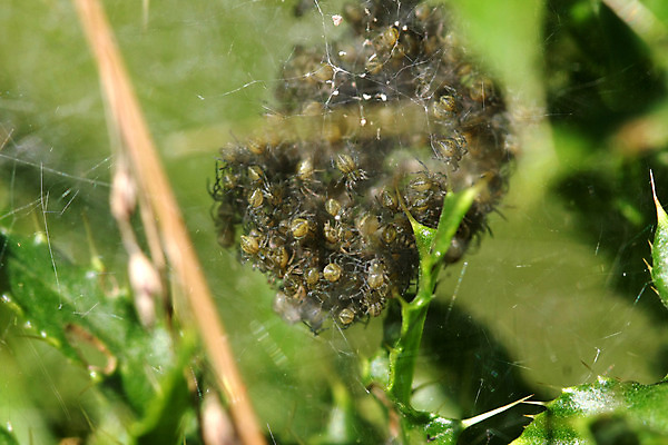 포토 JPG 해외이미지 식물 동물 꽃잎 꽃 야생동물 분홍색 잎 자연 경고 안전 사람없음 야외 정원 웹 봄 놀이방 활발 닫기 무서움 꽃집 심플 거미 꽃가루 부화 나쁜 짜기 많음 해외202004 해외포토 계절 감정 컬러 곤충 컨셉 인터넷 모션 상점 가루 생태계 파일형식 이미지허브