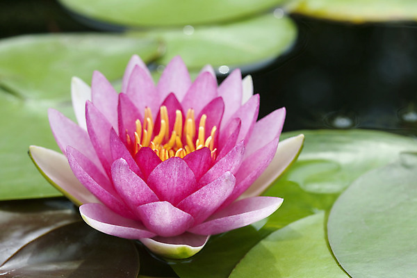 포토 JPG 해외이미지 꽃 아시아 호수 선 분홍색 잎 태국 자연 연꽃 동양인 풍경 사람없음 초록색 물 여름 정원 침묵 벚꽃 연못 신선 묘사 해외202004 해외포토 자연요소 식물 계절 나라 컬러 인종 소리 생태계 파일형식 이미지허브