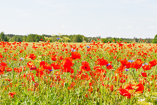 포토 JPG 해외이미지 식물 계절 꽃잎 꽃 줄기 꽃무늬 밭 자연 사람없음 야외 장식 빨간색 여름 정원 봄 활발 벚꽃 향기 양귀비 내추럴 꽃수술 해외202004 해외포토 컬러 컨셉 무늬 농업 생태계 냄새 파일형식 이미지허브