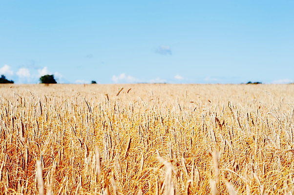 포토 JPG 해외이미지 식물 계절 줄기 밭 농업 자연 하늘 씨앗 풍경 사람없음 야외 여름 파란색 농작물 햇빛 농경지 노란색 맑음 수확 성장 시골 땅 시리얼 밀 유기농 밀짚 숙성 평야 호밀 수평선 해외202004 해외포토 웰빙 산업 음식 컬러 날씨 곡류 태양 농장 짚 생태계 파일형식 이미지허브