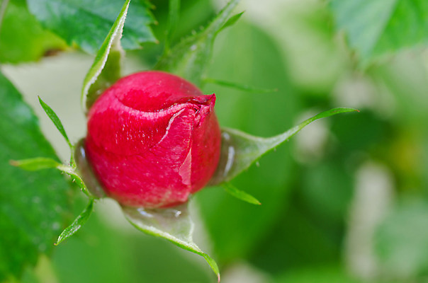 포토 JPG 해외이미지 식물 1 계절 꽃 자연 사람없음 가로 빨간색 장미 정원 봄 벚꽃 신선 해외202004 해외포토 컬러 생태계 파일형식 이미지허브