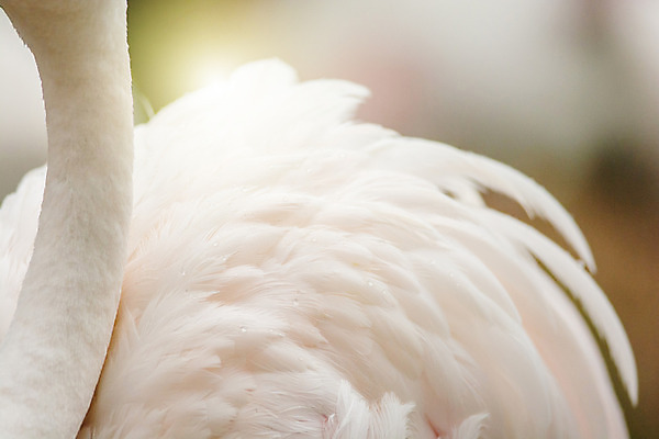 포토 JPG 해외이미지 동물 디자인 야생동물 분홍색 백그라운드 패턴 자연 조류 동물원 사람없음 물 컬러풀 유행 흰색 화려 플라밍고 깃털 질감 부드러움 쿠바 내추럴 동물상 이국적 해외202004 해외포토 자연요소 컬러 컨셉 무늬 조형물 감각 중앙아메리카 생태계 파일형식 이미지허브