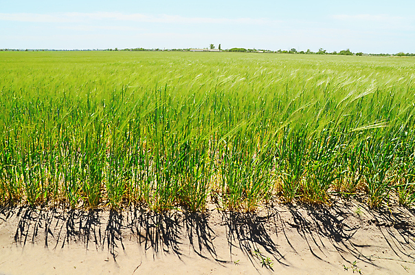 포토 JPG 해외이미지 식물 구름 계절 음식 백그라운드 잎 밭 농업 채소 자연 하늘 건강 옥수수 씨앗 풍경 사람없음 초록색 여름 파란색 농작물 햇빛 태양 농장 농경지 봄 수확 성장 시골 신선 낟알 땅 시리얼 밀 유기농 조경 보리 장면 밭일 수평선 세련 귀리 해외202004 해외포토 자연요소 웰빙 산업 컬러 곡류 생태계 파일형식 이미지허브